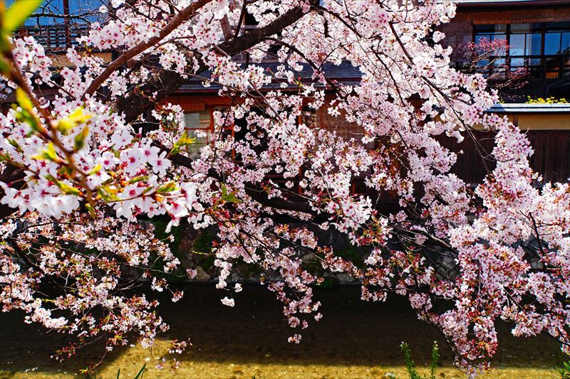 1069_洛東 祇園白川_京都