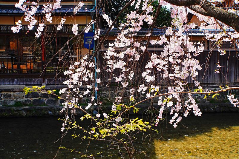 1070_洛東 祇園白川_京都
