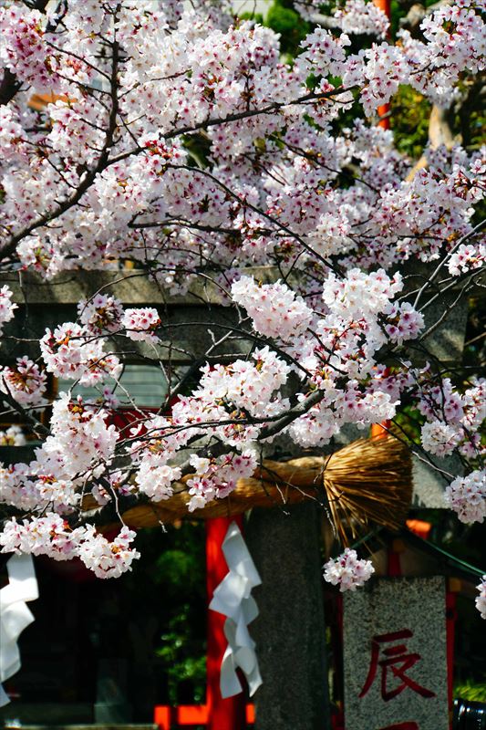 1071_洛東 祇園白川_京都