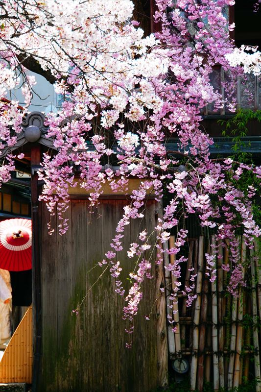 1072_洛東 祇園白川_京都