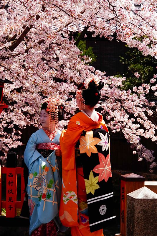 1073_洛東 祇園白川_京都