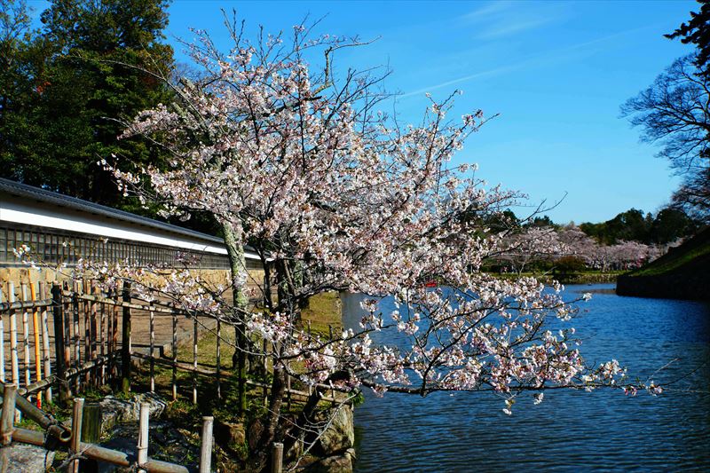 1049_8_彦根城_滋賀