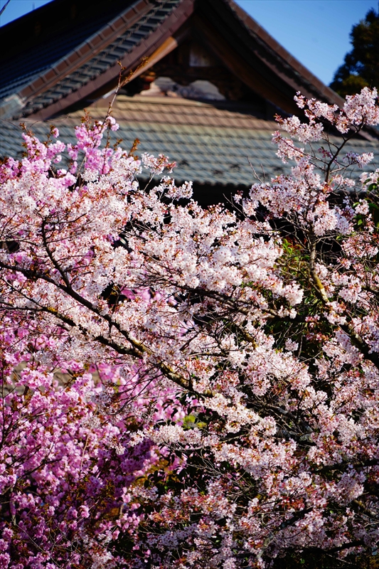 1016_大善寺_山梨