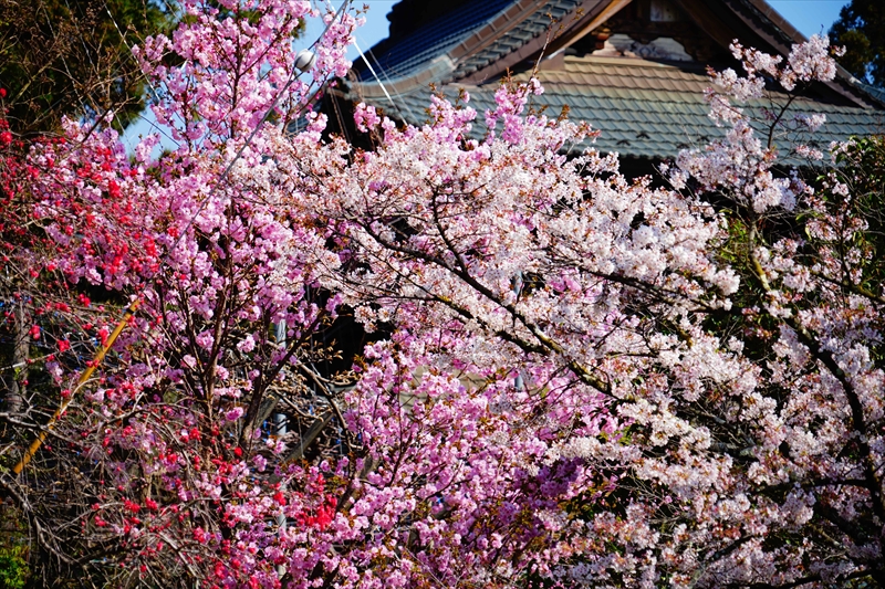 1017_大善寺_山梨