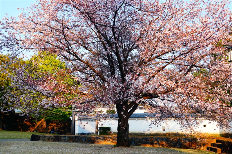 1005_甲府城公園_山梨