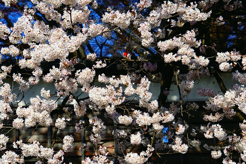 1122_高島城_長野