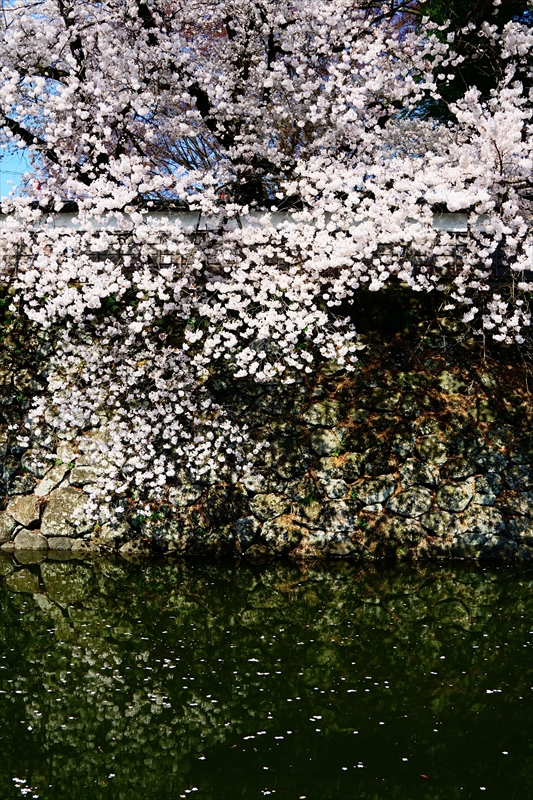 1123_高島城_長野