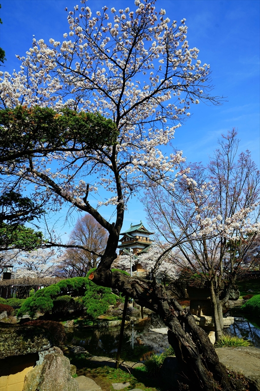 1135_高島城_長野
