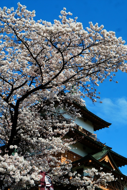 1137_高島城_長野