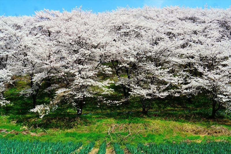 1085_弘法山古墳_長野