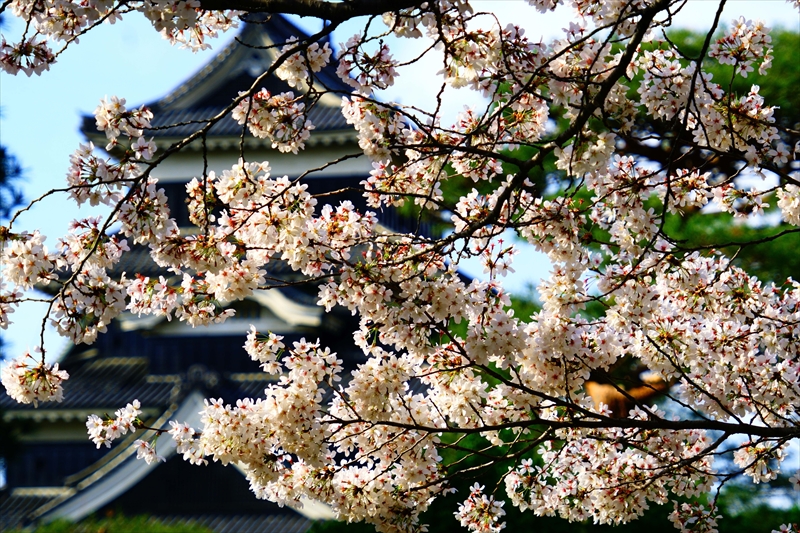 1060_松本城_長野