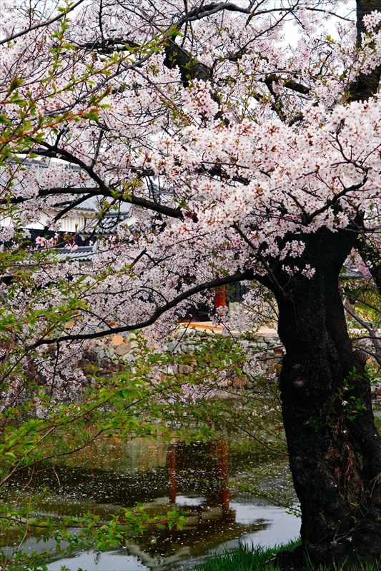 1077_松本城_長野