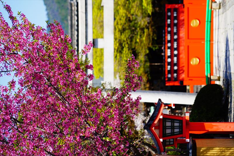 1019_洛西 車折神社_京都