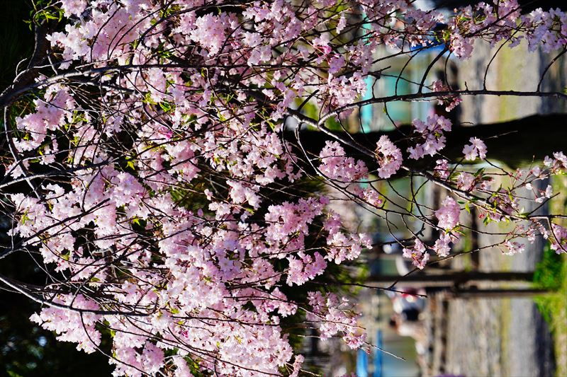 1041_洛西 渡月橋_京都