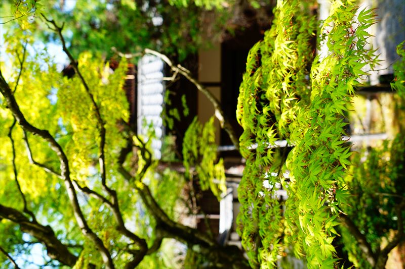 1018_洛西 清凉寺_青紅葉_京都