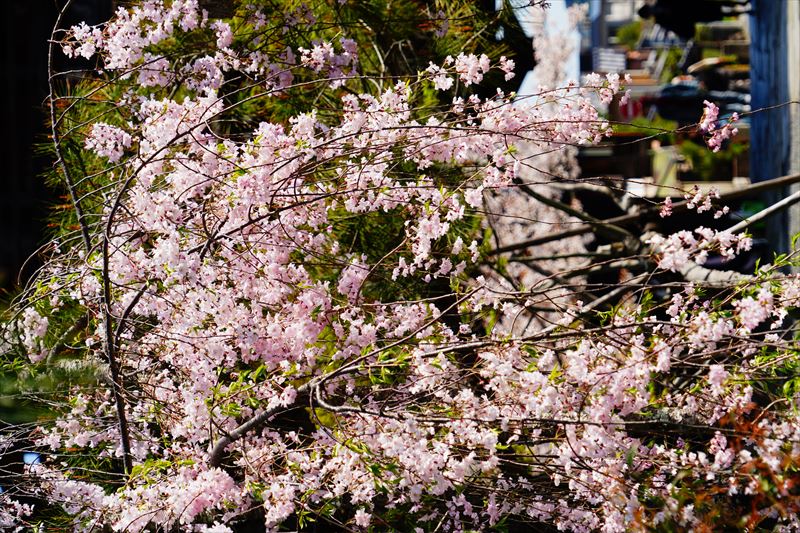 1014_洛西 清凉寺_京都