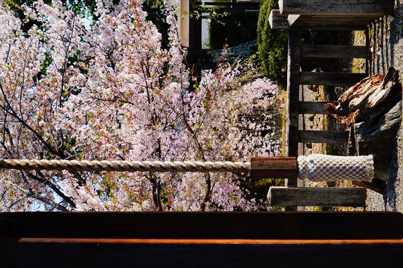 1109_洛中 上品蓮台寺_京都