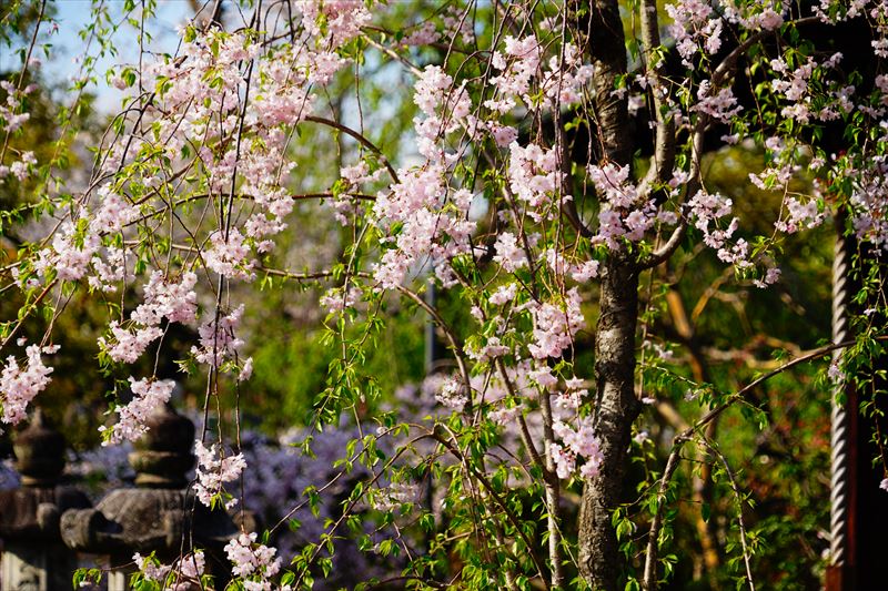 1110_洛中 上品蓮台寺_京都