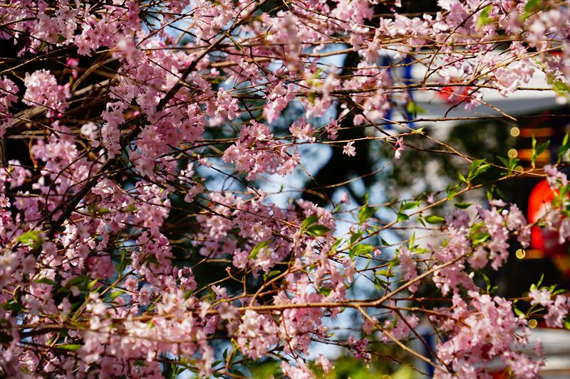 1054_洛中 平野神社_京都