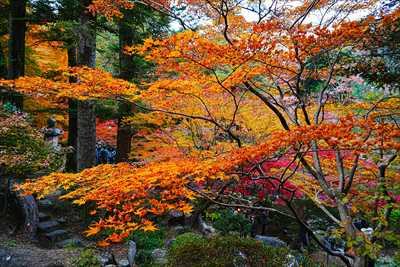 1005_高崎徳明園_群馬