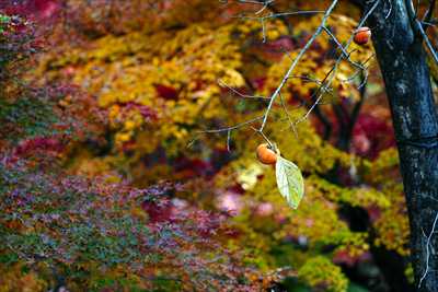 1008_高崎徳明園_群馬