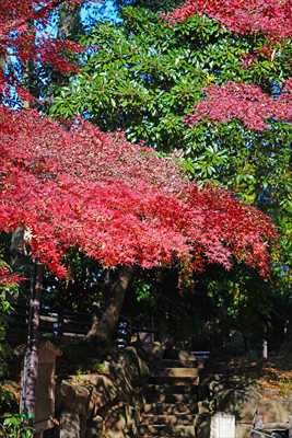 1005_川越喜多院_埼玉