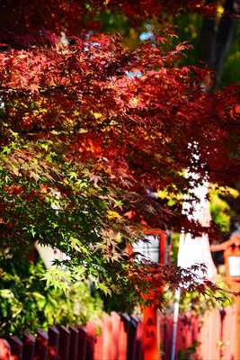 1008_川越八幡宮_埼玉