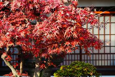 1009_洛中 六孫王神社_京都