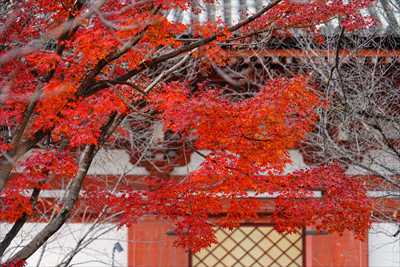 1137_洛中 東寺_京都