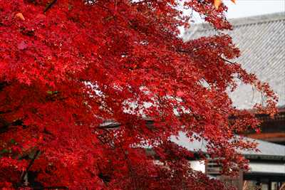 1138_洛中 東寺_京都