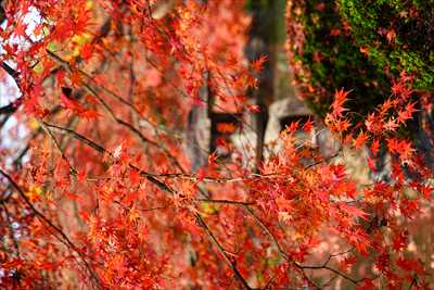 1143_洛中 東寺_京都