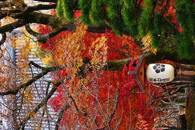 洛東 智積院_京都