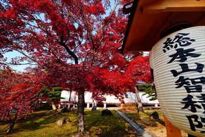 1048_洛東 智積院_京都