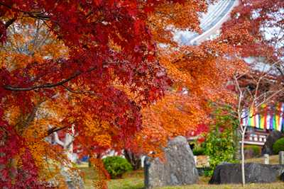 1051_洛東 智積院_京都