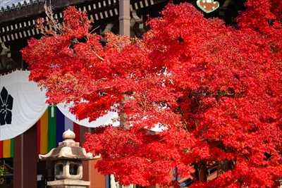 1055_洛東 智積院_京都