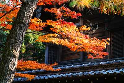 1162_洛東 大谷本廟_京都