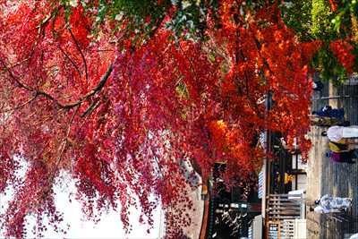 1164_洛東 大谷本廟_京都