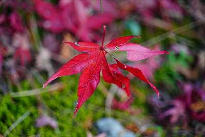 1011_洛東 南禅寺_京都