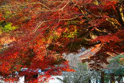 1017_洛東 南禅寺_京都