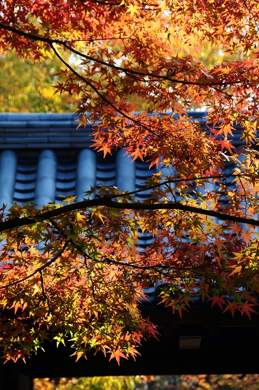 1003_姫路城_兵庫