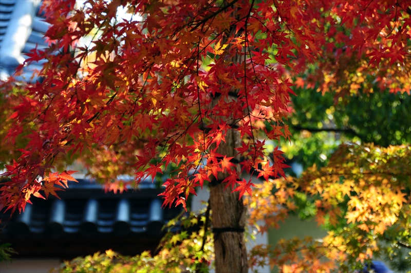 1004_姫路城_兵庫