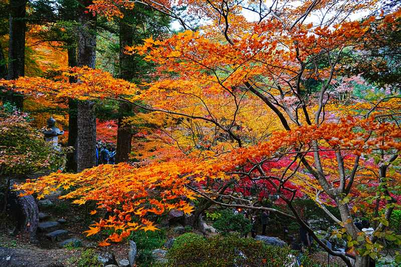1005_高崎徳明園_群馬