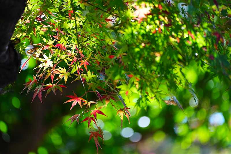 1232_横浜市新羽町_神奈川