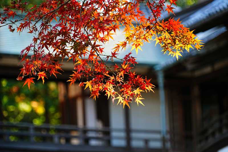 1007_川越喜多院_埼玉