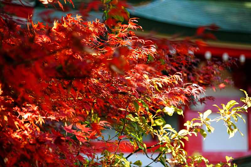 1009_川越八幡宮_埼玉