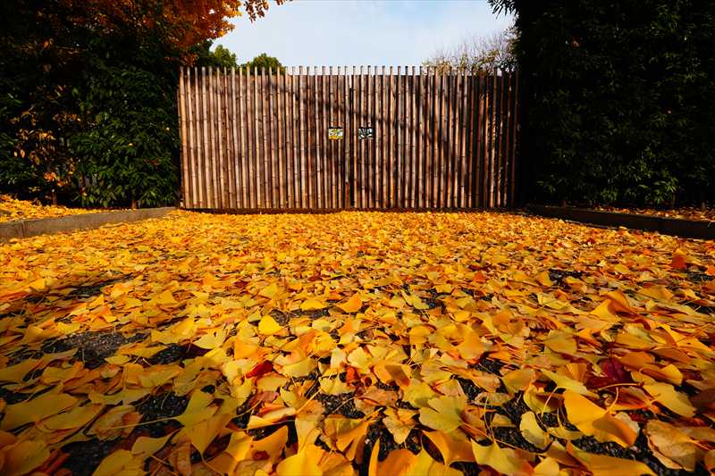 1154_洛中 東寺_京都
