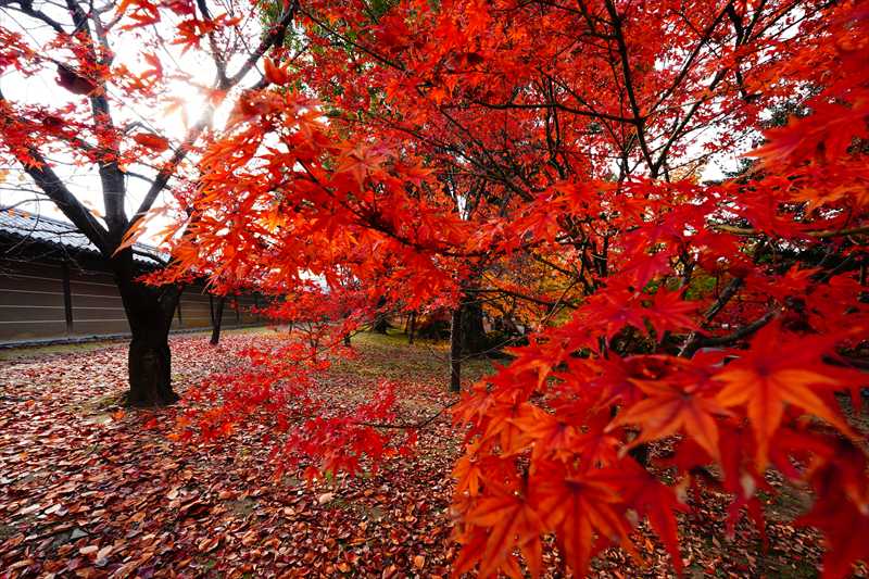 1155_洛中 東寺_京都