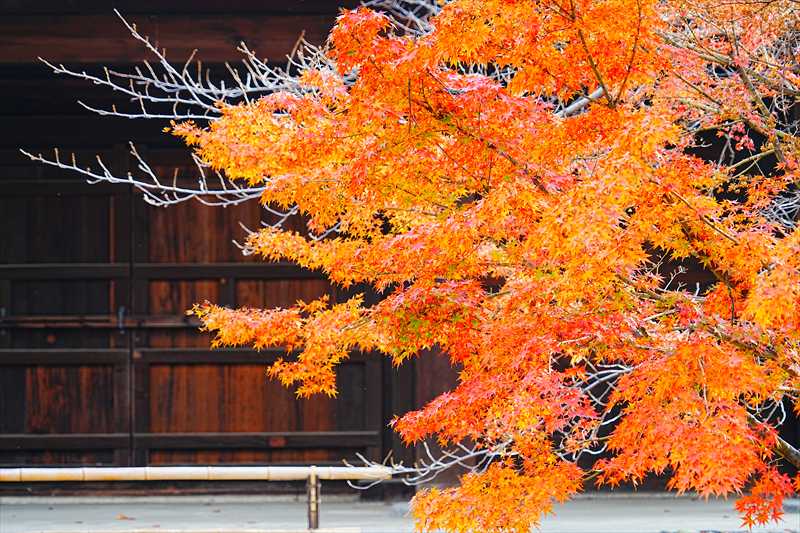 1156_洛中 東寺_京都