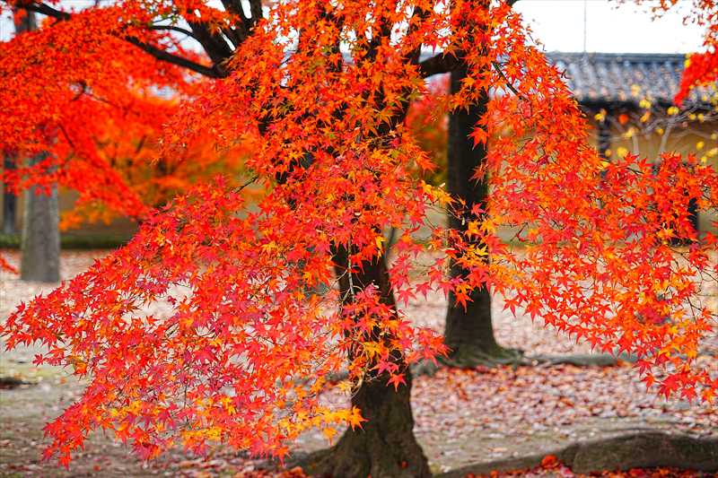 1159_洛中 東寺_京都
