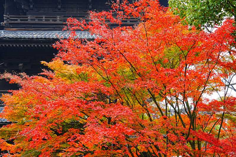 1160_洛中 東寺_京都